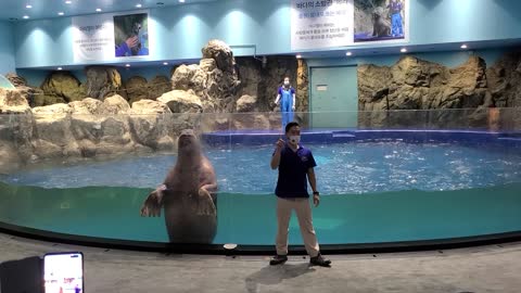 The cute behavior of walrus in aquarium.