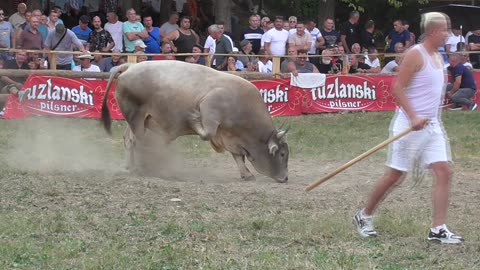 Peran od Redžića vs Zeko od Husejnovića Stražbenica 2024