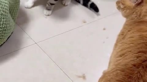 Cute cats video compilation 10😍😍😂