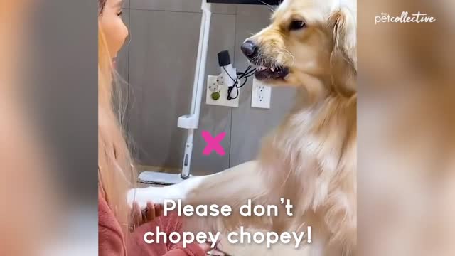 Best pet's of the year😱9 million plus view