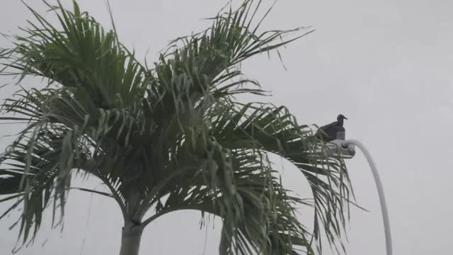 A bird sitting on a streetlight_batch