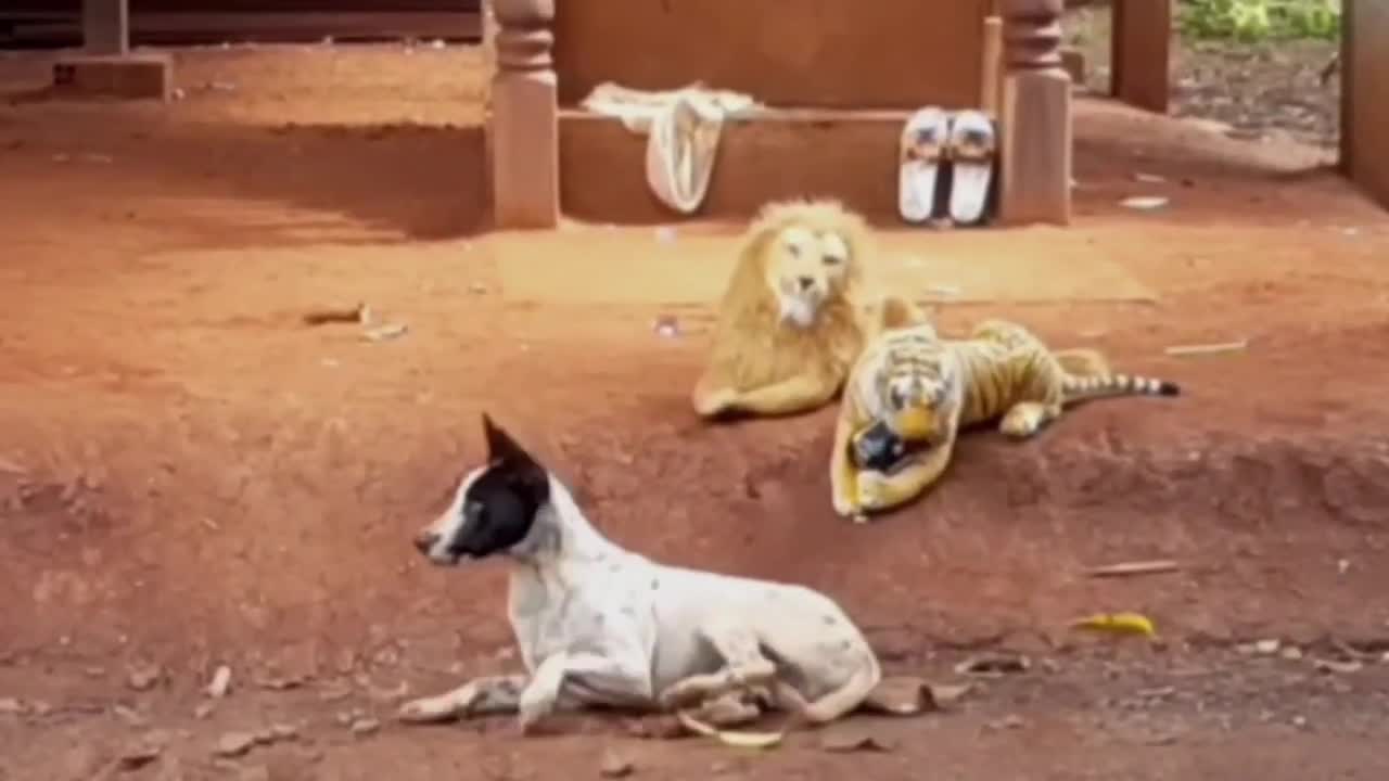 Fake Lion vs Real Dog Prank Funny Video Try not to Laugh