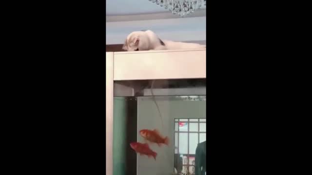 More and More Cute and Funny Cats & Dogs!