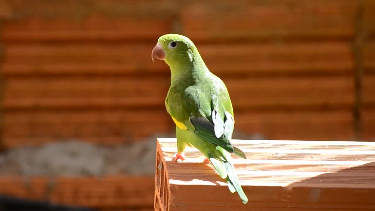 Beautiful parrot