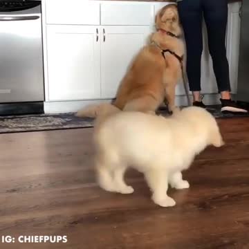 O my god my kutto so sad