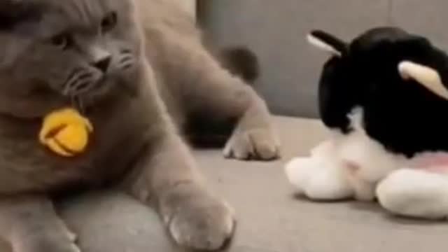 Funny Animal Videos Try Not to Laugh 2021