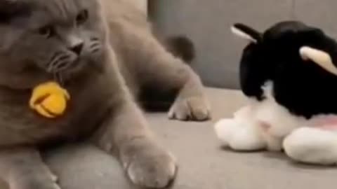 Funny Animal Videos Try Not to Laugh 2021