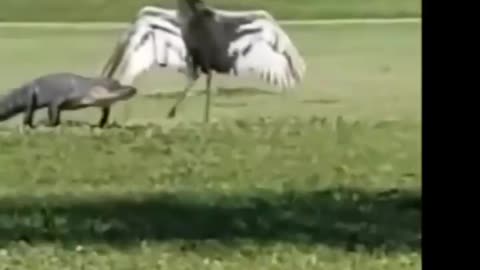 Funny birds part -5