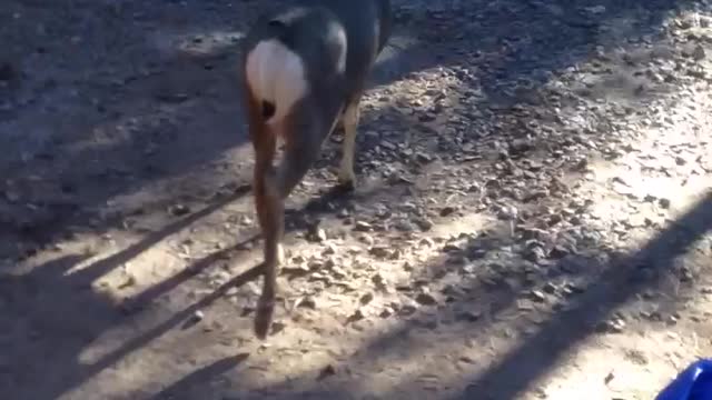 Man Plays Makeshift Horseshoes Using Deer Antlers and Sliced Bread