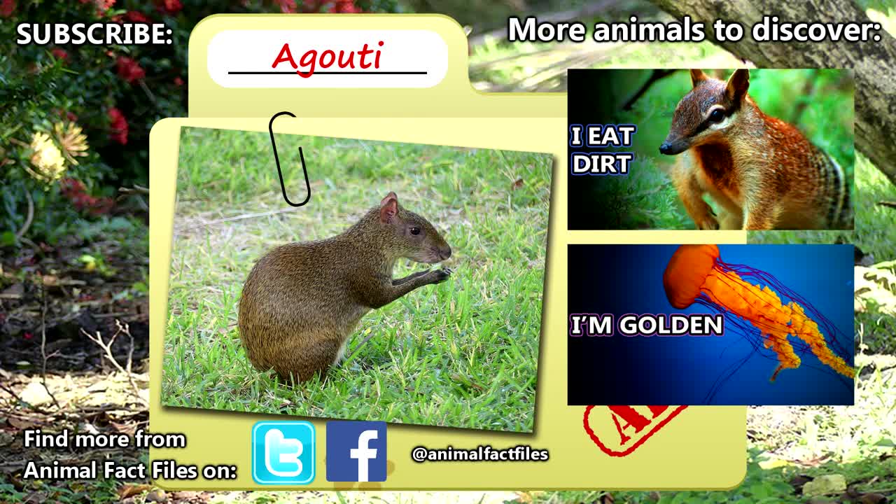 Agouti facts: tougher than nuts! | Animal Fact Files