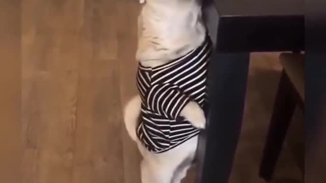 Funny dog