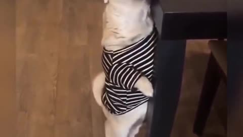 Funny dog