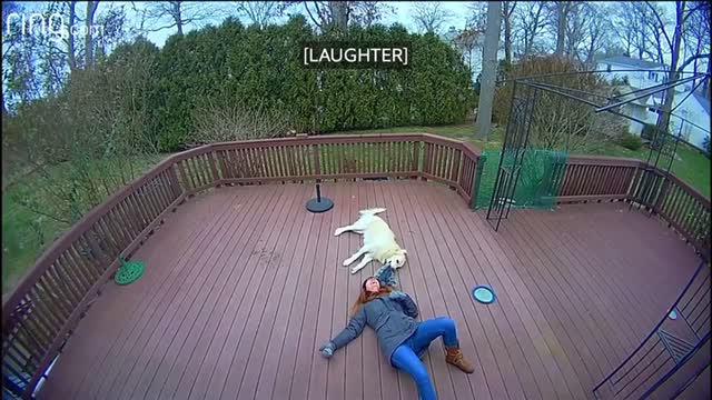Dog Mistakes Furry Hoods For a Toy & Drags Owner Around The Backyard/KTV