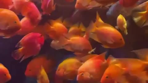 school of orange fish