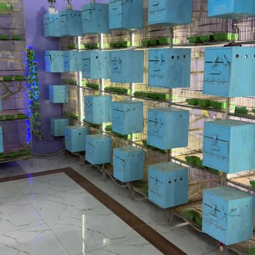 Beautiful Lovebirds Mutation Breeding Aviary