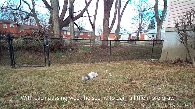 Neighborhood white squirrel gains gray.