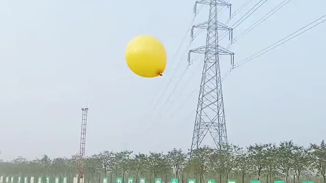 Look at this. How do dogs play volleyball