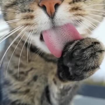 How sexy!? 😍 Cats