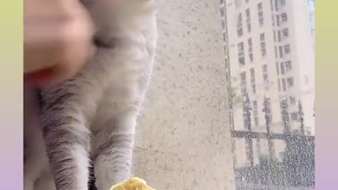 35 Cute and Funny Cat Videos Compilation