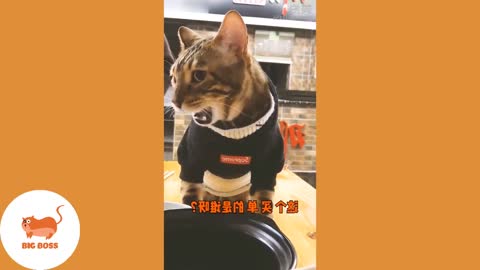 ♡Funniest Cats Compilation♡ #7