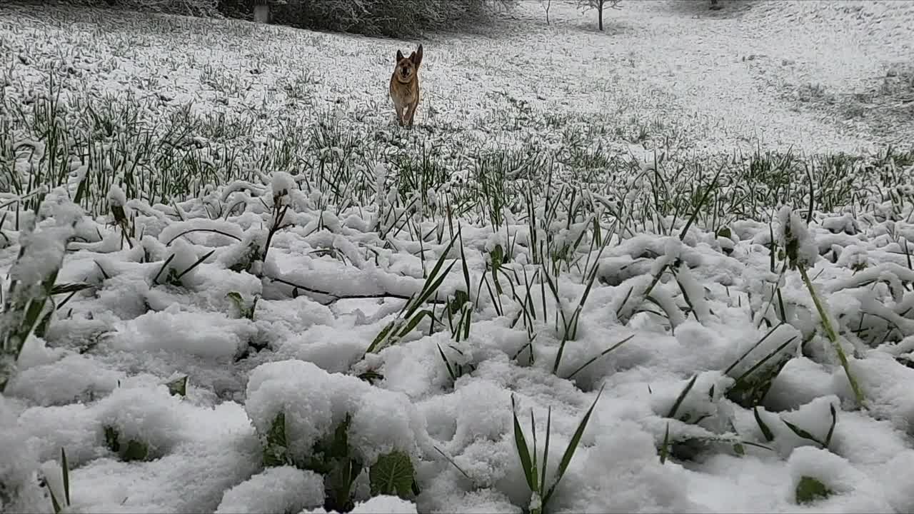 Dog Running On Snow