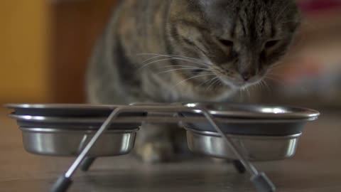 A female cat eating dry food from metal dish