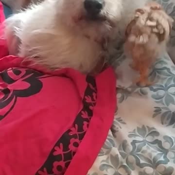 Luna wants to wash her or eat her ;-)