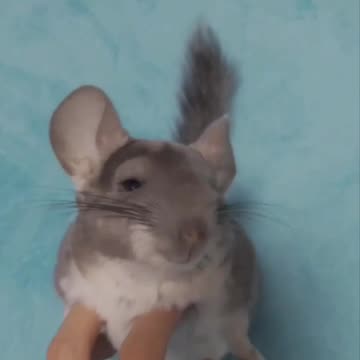 Everyone loves them tummy rubs 😂