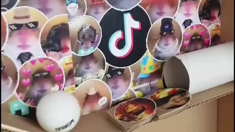 Hamster power! 🐹😁 #hamstercult #hamster #obstaclecourse #foryou