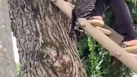 Cat rescued from tree