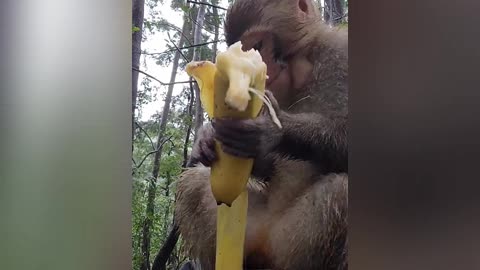 This monkey eats a very large banana, it must be full immediately, the monkey's stomach 🍌🍌🍌🐒