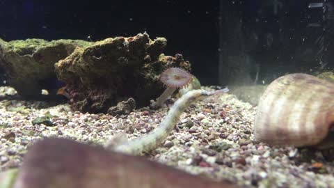 Corythoichthys sp aka Dragonfish Pipefish