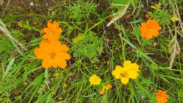 Wild flowers.