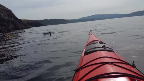 KILLER WHALES - UNREAL ENCOUNTER ON KAYAK wow amazing unreal