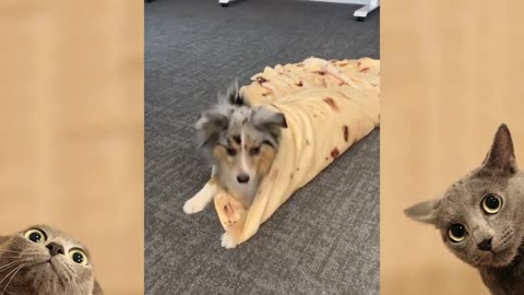 Funny Dogs video
