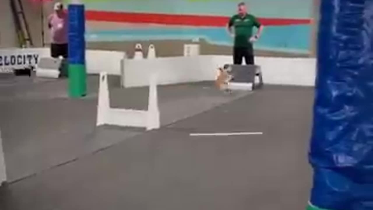 FASTEST DOG EVER