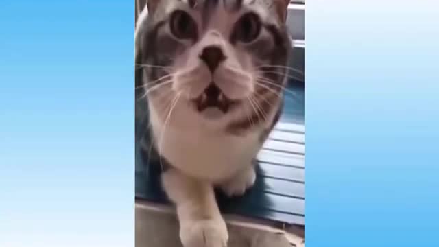 Cutest Baby Animals Pets Funny Cute Cat Dog