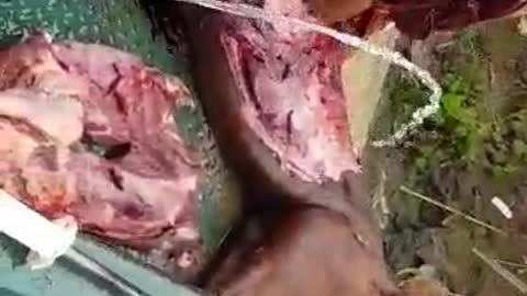 Carne vermelha