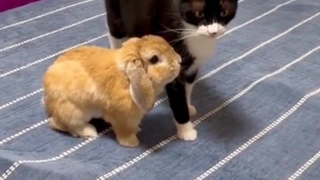 🐰I'll follow you🐱