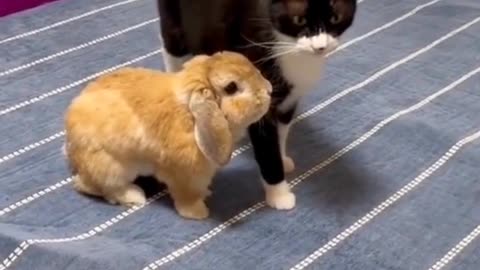 🐰I'll follow you🐱