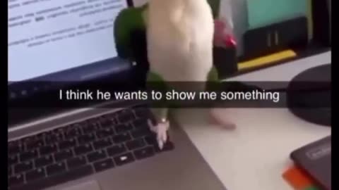 Dancing little bird