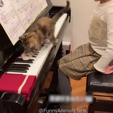 Funny cat and dogs 😂😂