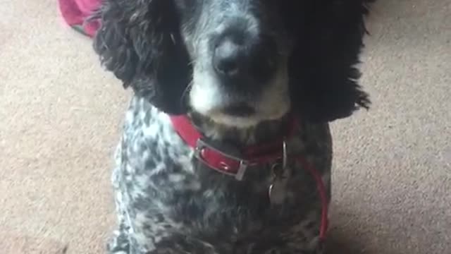 Talkative Spaniel Getting Her Point Across!