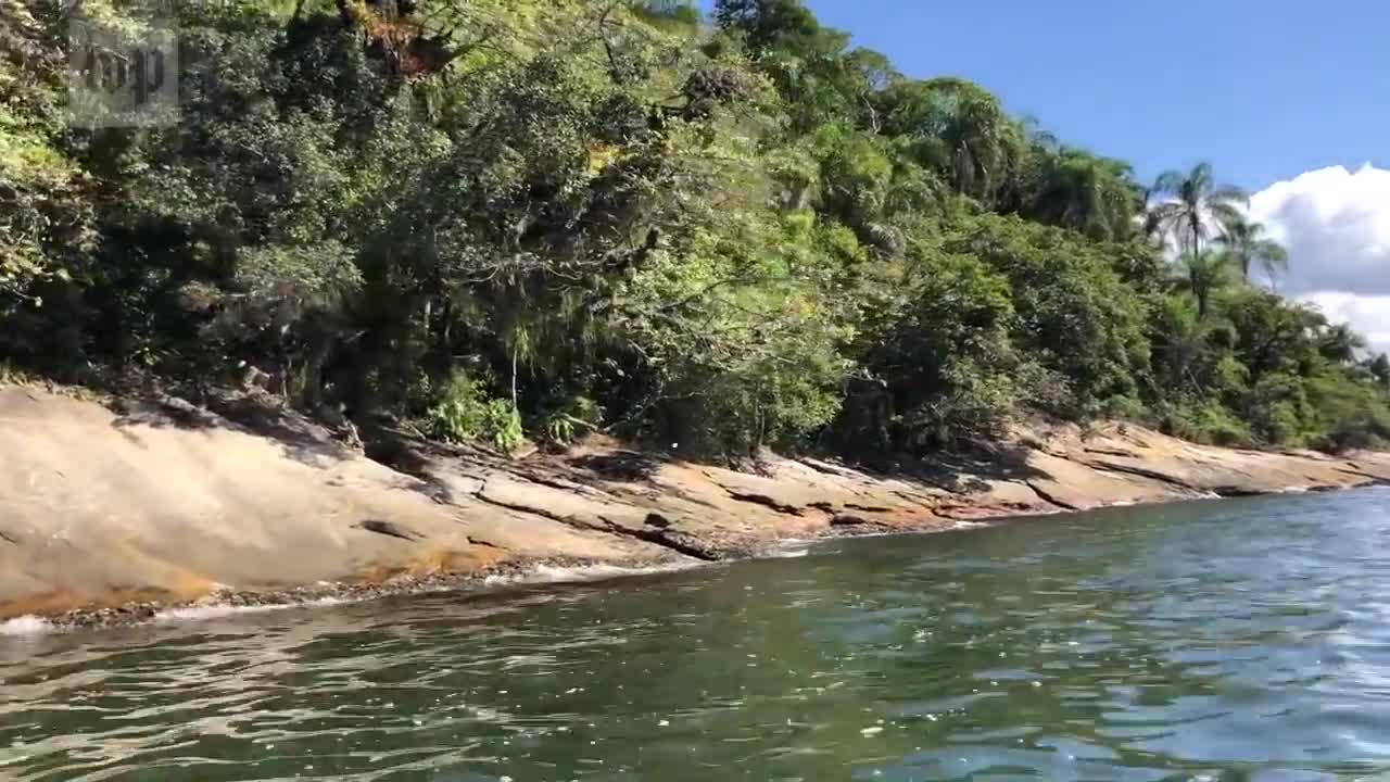 Brazil's 'Island of the Cats' Pet abandonment soars during the pandemic