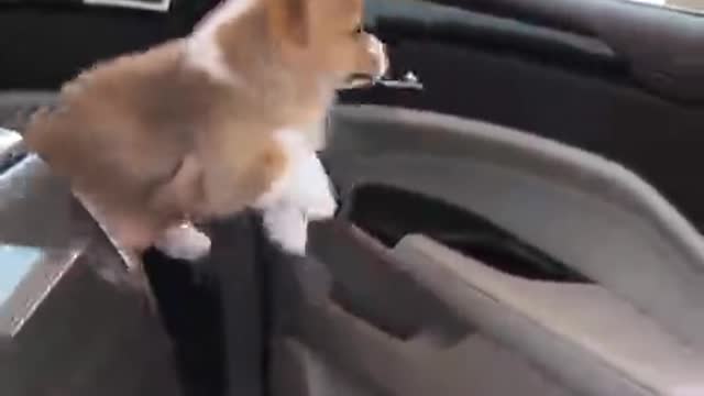 The little guy wants to swim.
