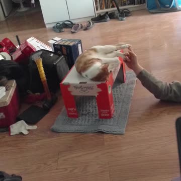 Playtime with the Squeeks