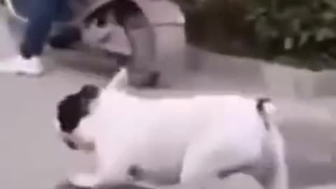 Cute and funny dog video 🐕🐕🐕