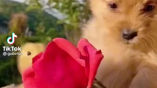 Cute and Funny Dog Videos