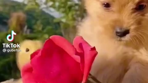 Cute and Funny Dog Videos