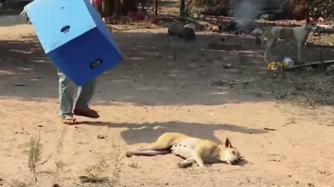 Funny dog prank